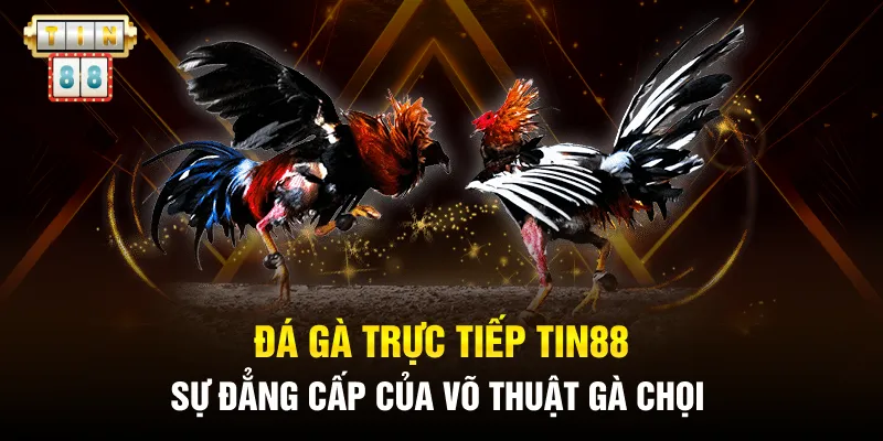 Đá Gà Trực Tiếp Tin88 - Sự Đẳng Cấp Của Võ Thuật Gà Chọi