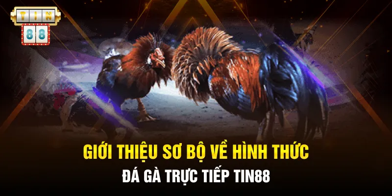 Giới thiệu sơ bộ về hình thức đá gà trực tiếp Tin88