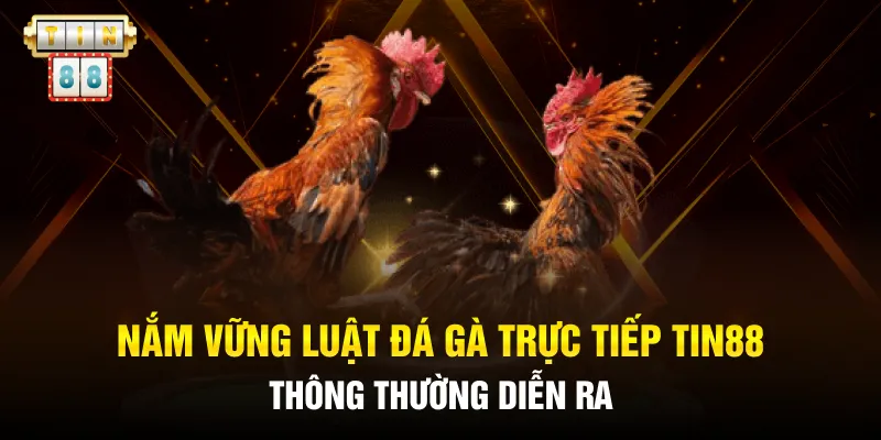 Nắm vững luật đá gà trực tiếp Tin88 thông thường diễn ra
