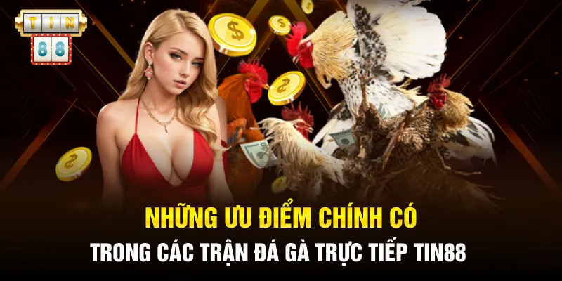 Những ưu điểm chính có trong các trận đá gà trực tiếp Tin88