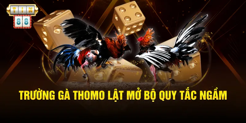 Trường gà Thomo lật mở bộ quy tắc ngầm