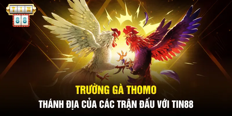Trường Gà Thomo – Tin88 Đồng Hành Cùng Đam Mê Rực Lửa